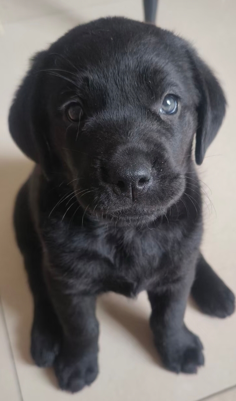 性格温顺友好，高智商，好训练，伴侣犬，搜救犬，缉毒犬